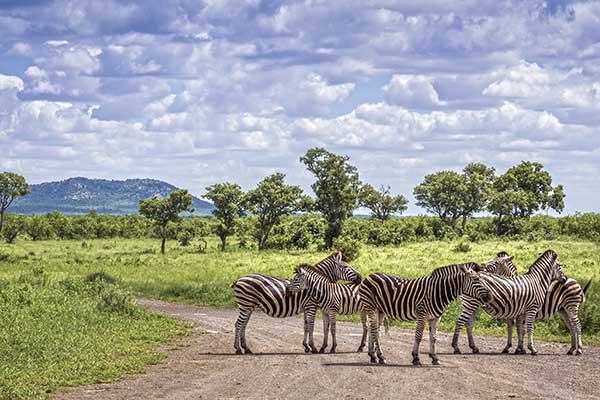 Faune diversifiée de Chobe