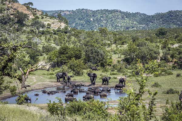 Kruger  un parc national très attractif