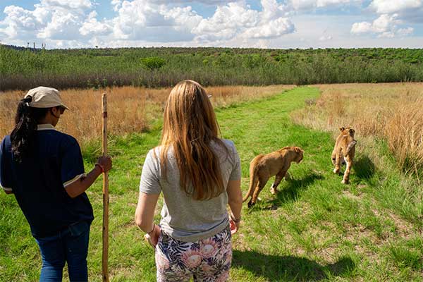 La Marche avec les Lions