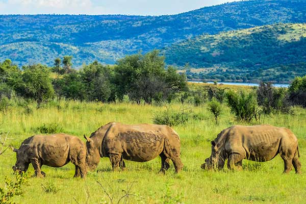 La protection de la faune à Chobe