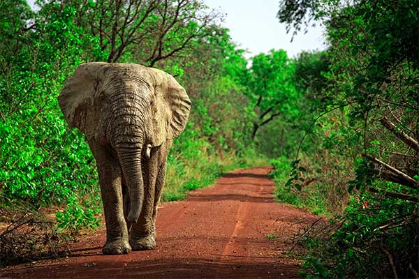 Mole National Park