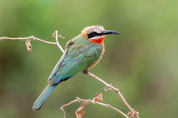 Observation des oiseaux du parc national Kruger