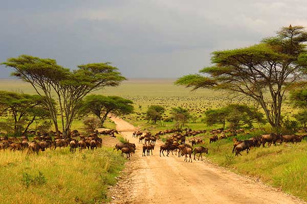 Parc national Kruger  une faune sauvage abondante