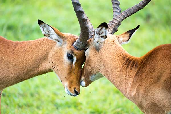 Parc national Kruger