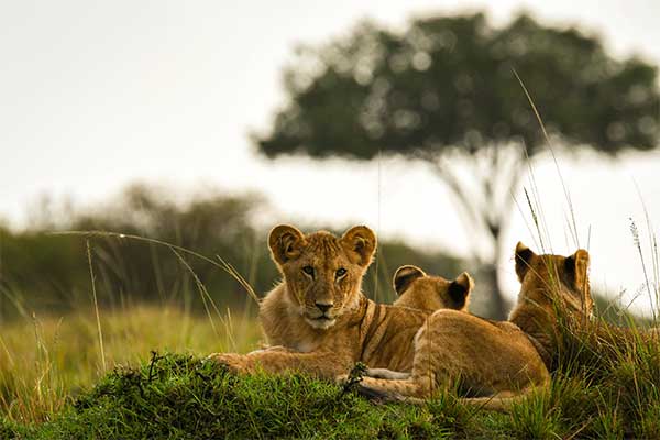 Safari à pied au masai mara