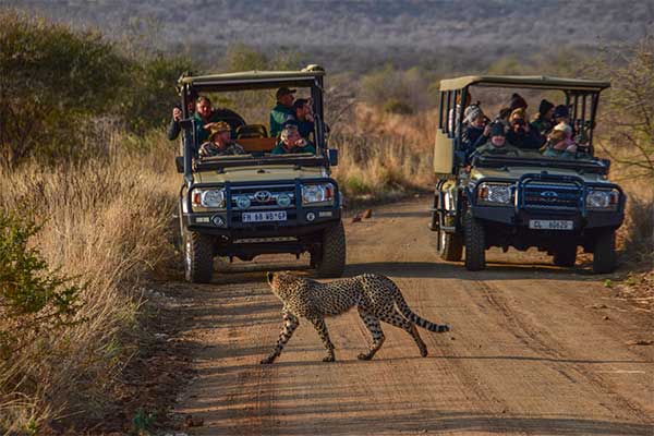 Safari en Jeep  À la Rencontre des Animaux