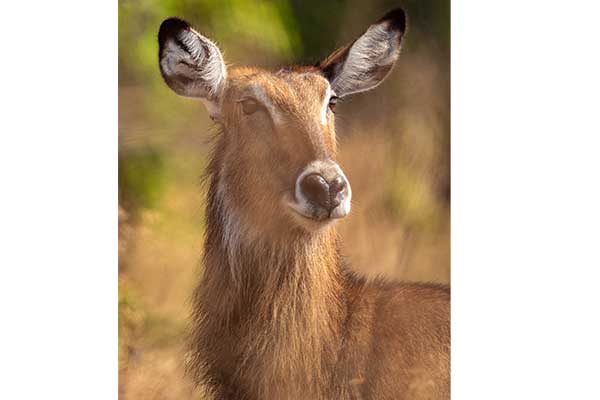 Une faune variée au lac Kivu