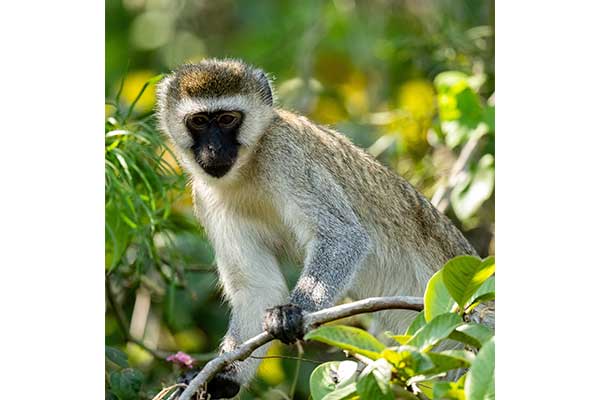 les singe au large du Lac Kivu